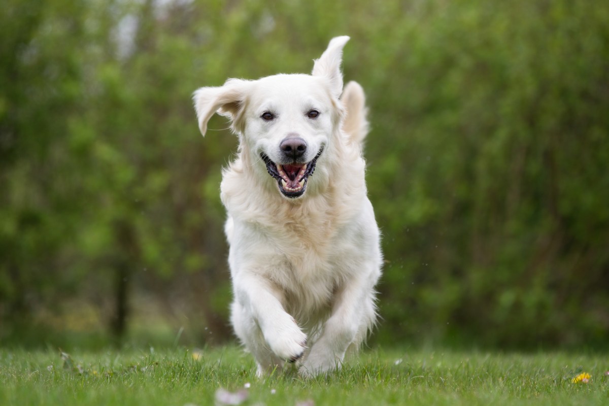 Überdrehter Hund rennt über die Wiese