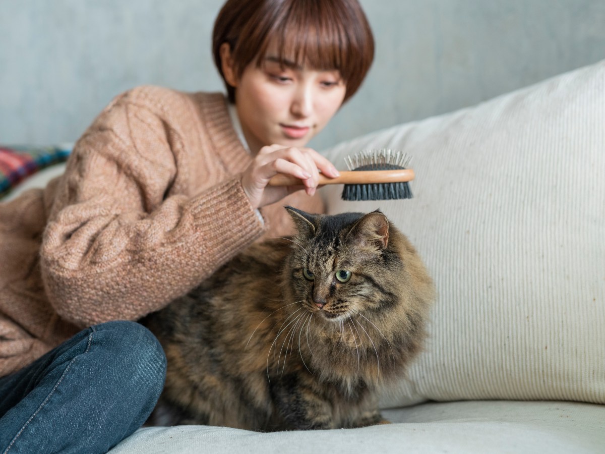 Wie oft Katze bÃ¼rsten, Frau mit Katze auf dem Sofa