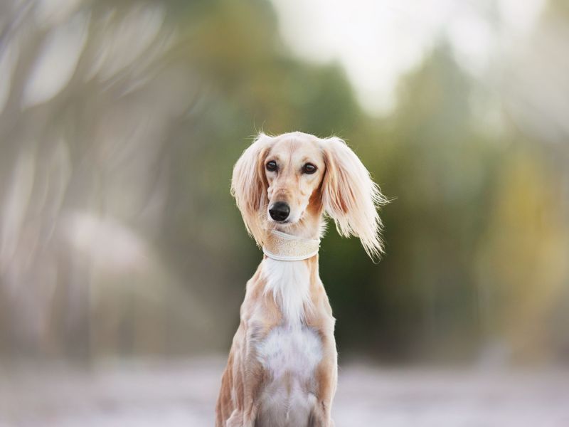 Windhund