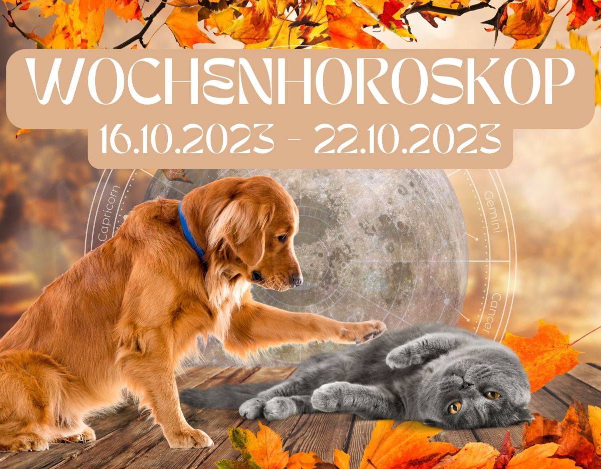 Haustier Horoskop Woche 16.10-22.10.2023