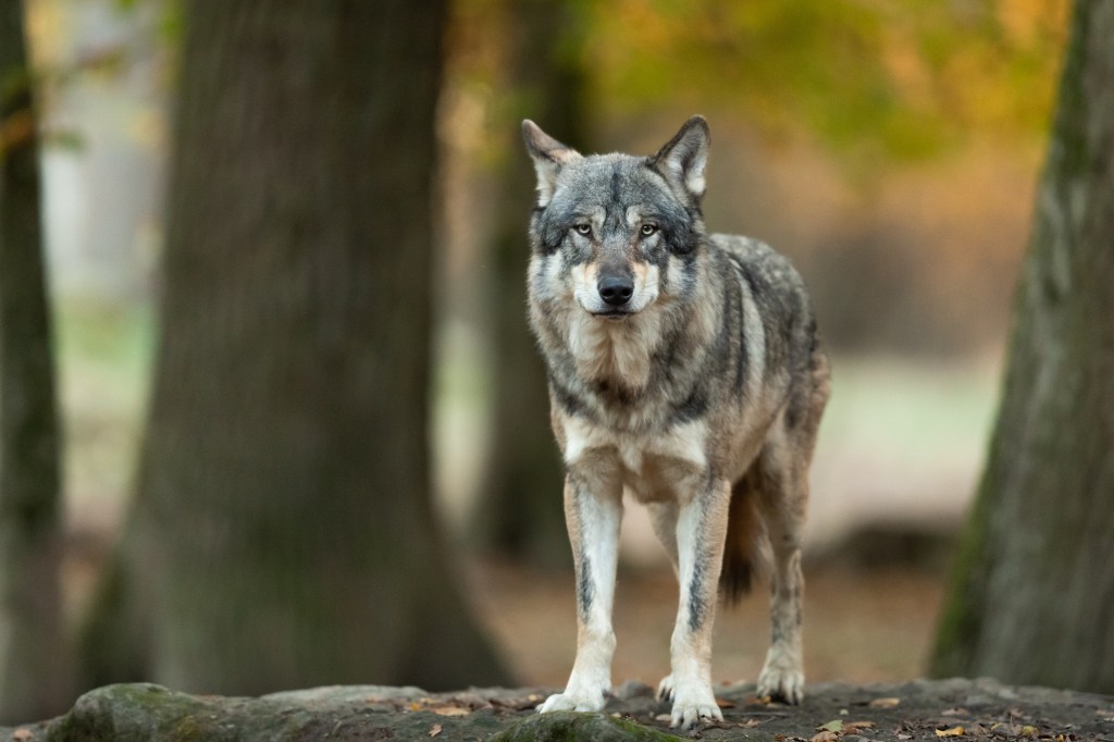 Tier Charakter Mensch: Persönlichkeitstest Wolf