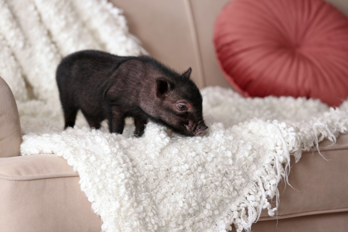 Ein Minischwein schnüffelt eine weiße Decke auf einem beigen Sofa.