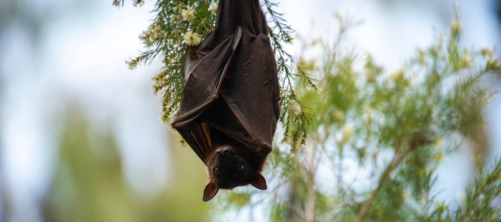 Tier Charakter Mensch: Persönlichkeitstest Fledermaus 