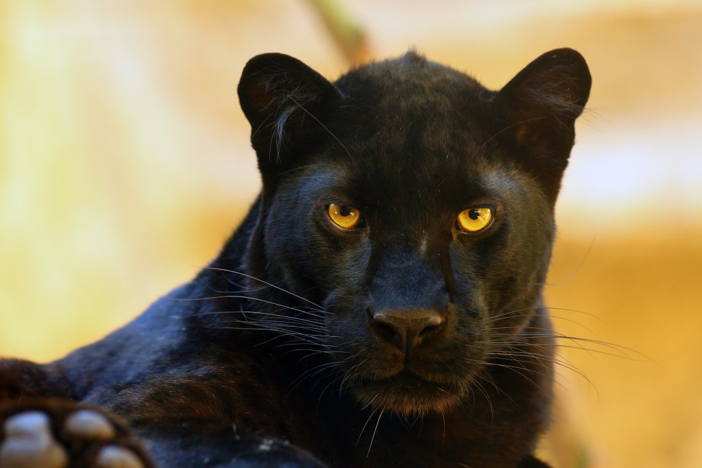 Persönlichkeitstest: Panther