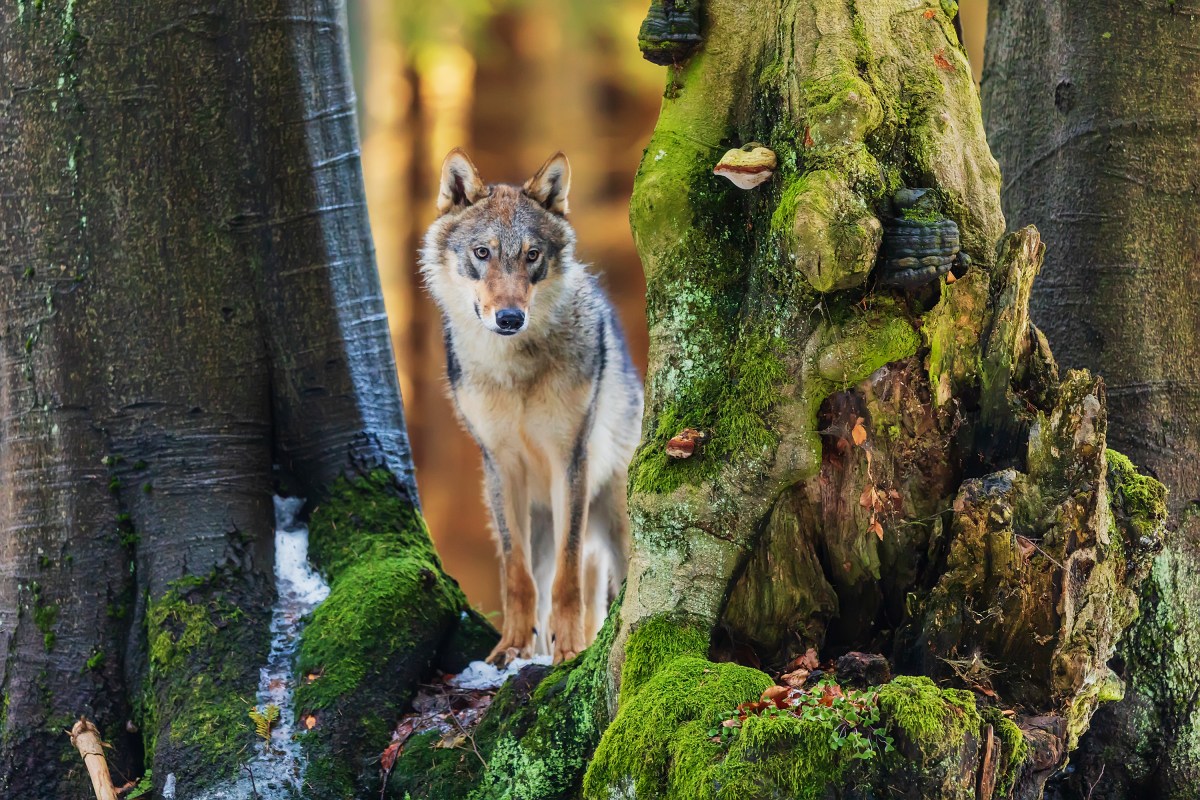 PersÃ¶nlichkeitstest: Wolf, BÃ¤ume oder Haus? Was fÃ¤llt dir zuerst auf?