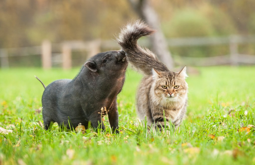 Minischwein neben Katze auf Feld