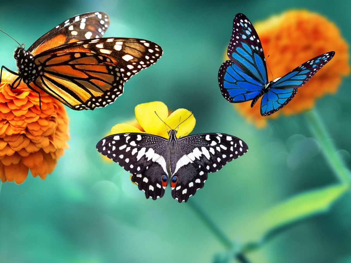 Persönlichkeitstest: Deine Schmetterling-Wahl verrät, wie du denkst