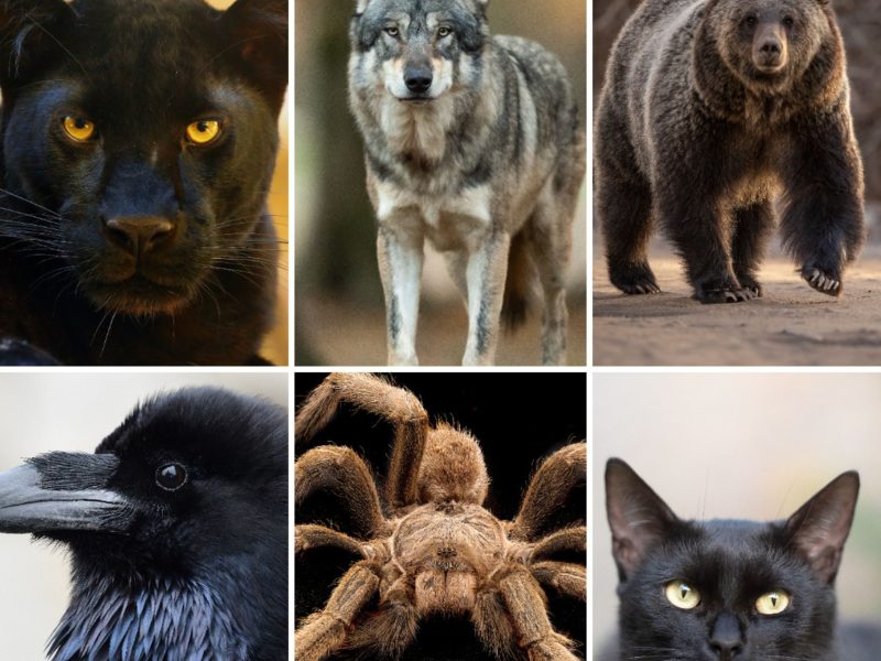 Persönlichkeitstest: Welches Tier du wählst, verrät deine dunkle Seite