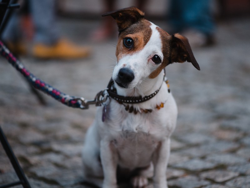 Hund schaut in die Kamera