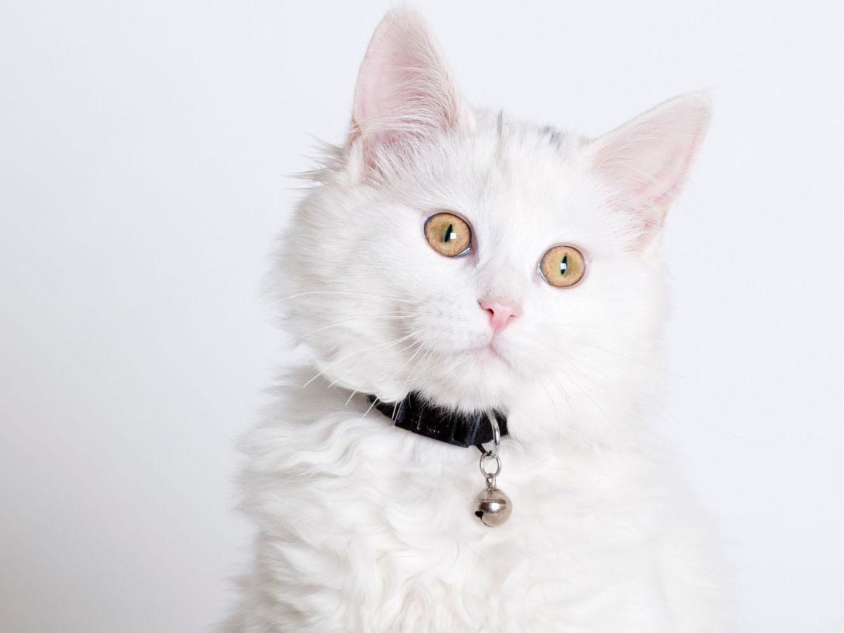 GlÃ¶ckchen fÃ¼r Katzen Katze mit Haldband