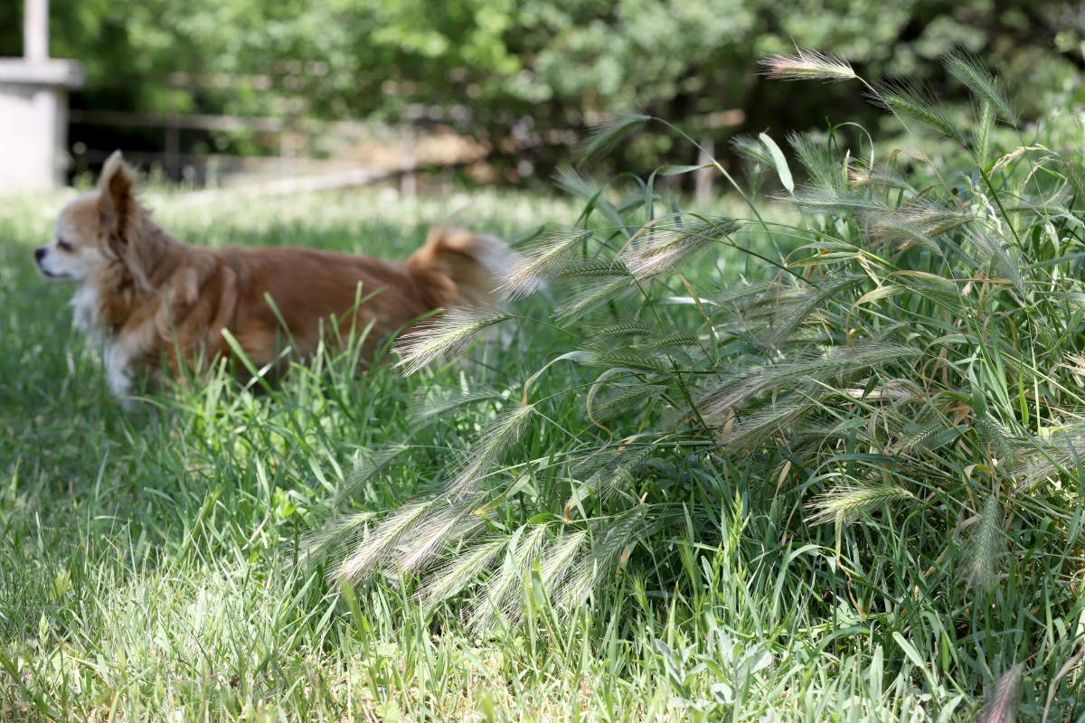 Hund im Feld