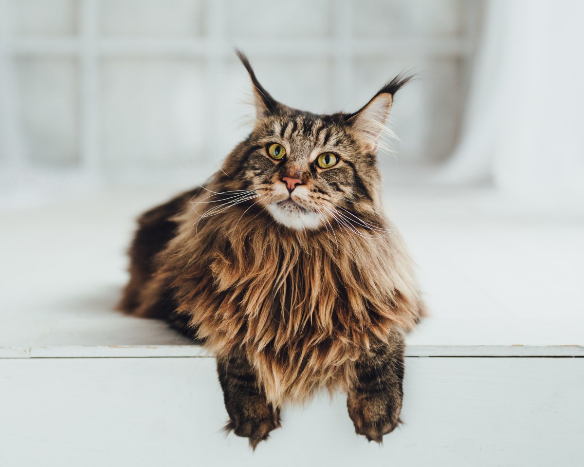 GroÃŸe Katzenrasse Maine Coon