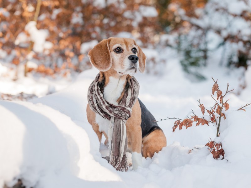 Hund macht Sitz im Winter