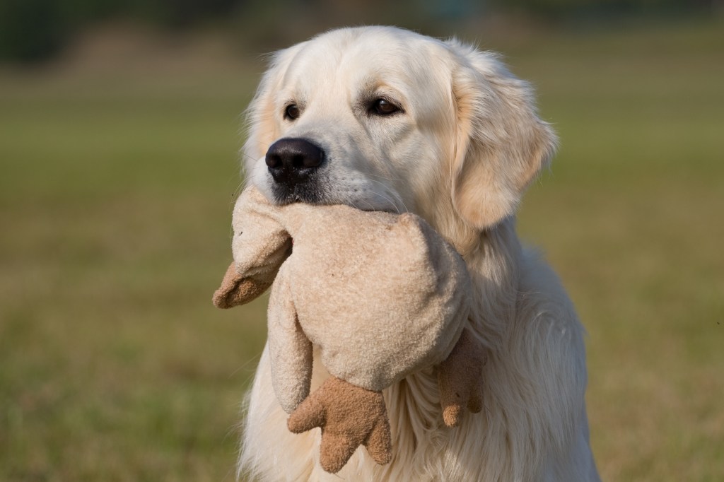 Hund mit Kuscheltier im Maul