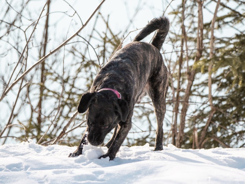 Hund frisst Schnee