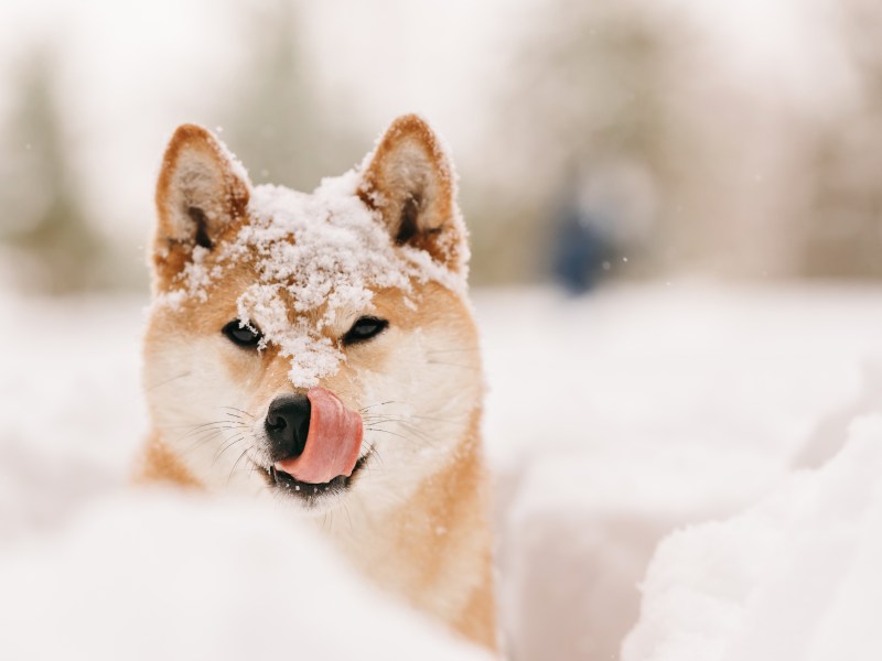 Hund im Schnee