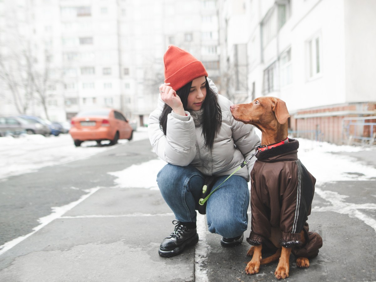 Hund auf Straße