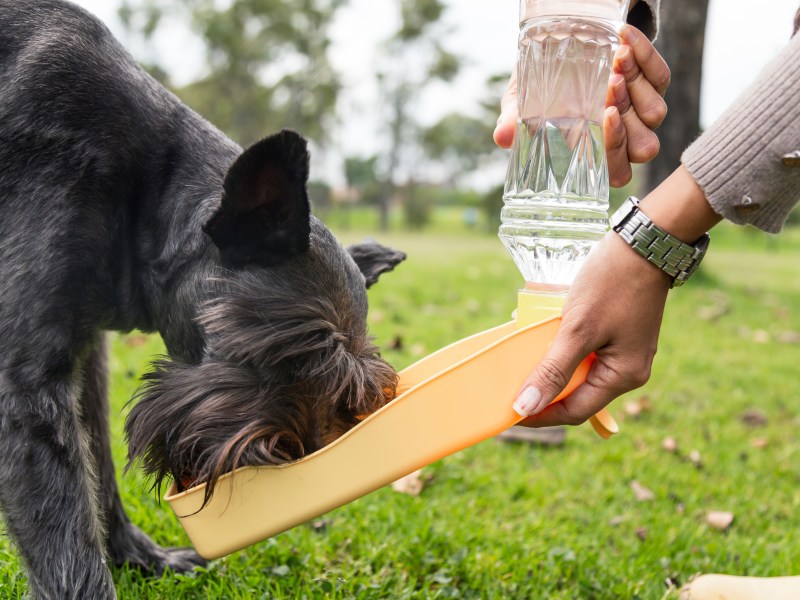 Hund trinkt aus Trinkflasche