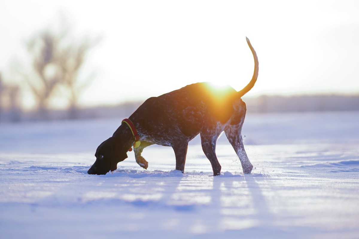 Hund im Winter