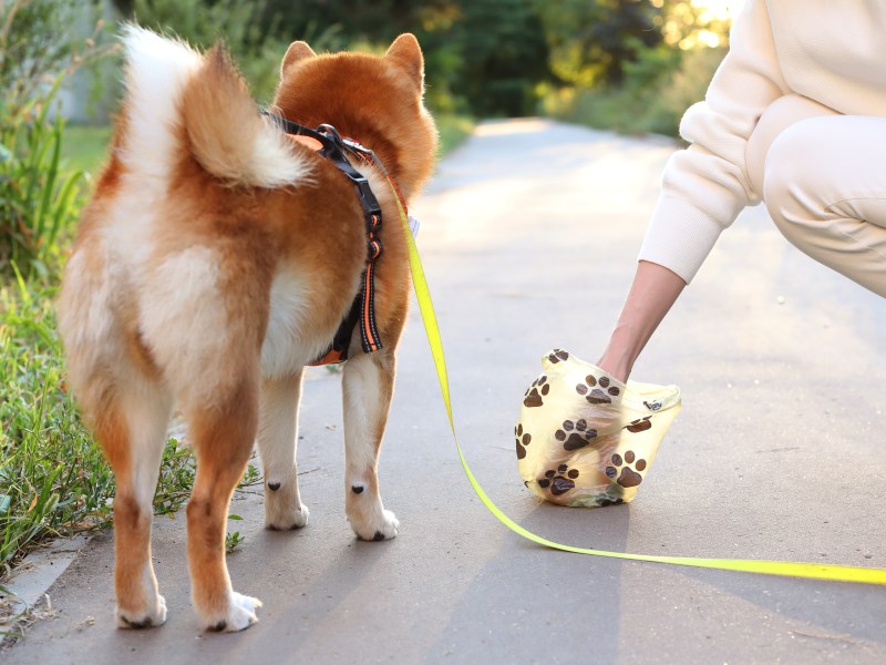 Frau hebt Hundekot auf