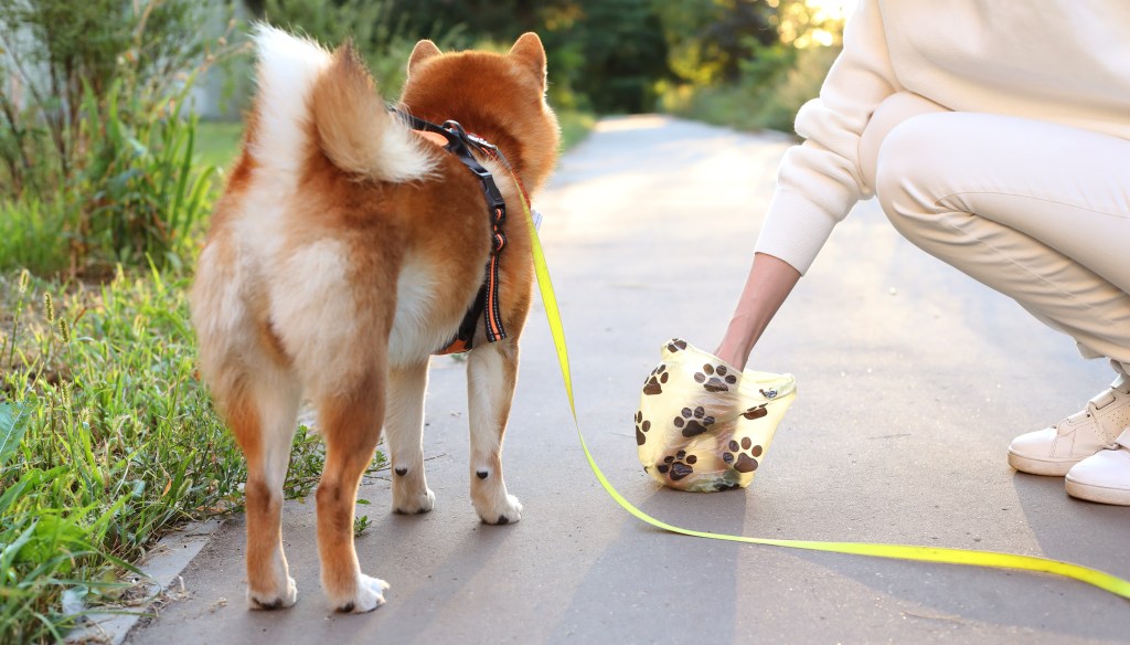 Frau hebt Hundekot auf