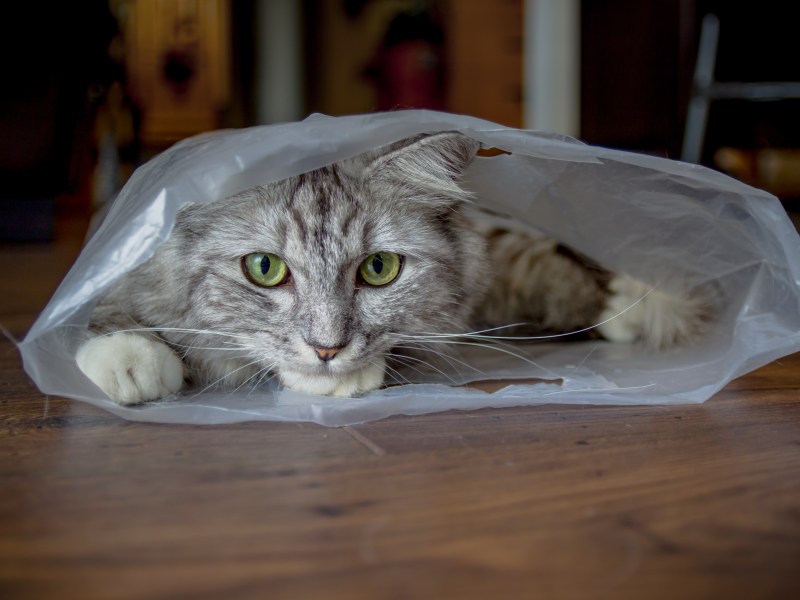 Katze hat an Plastik geleckt