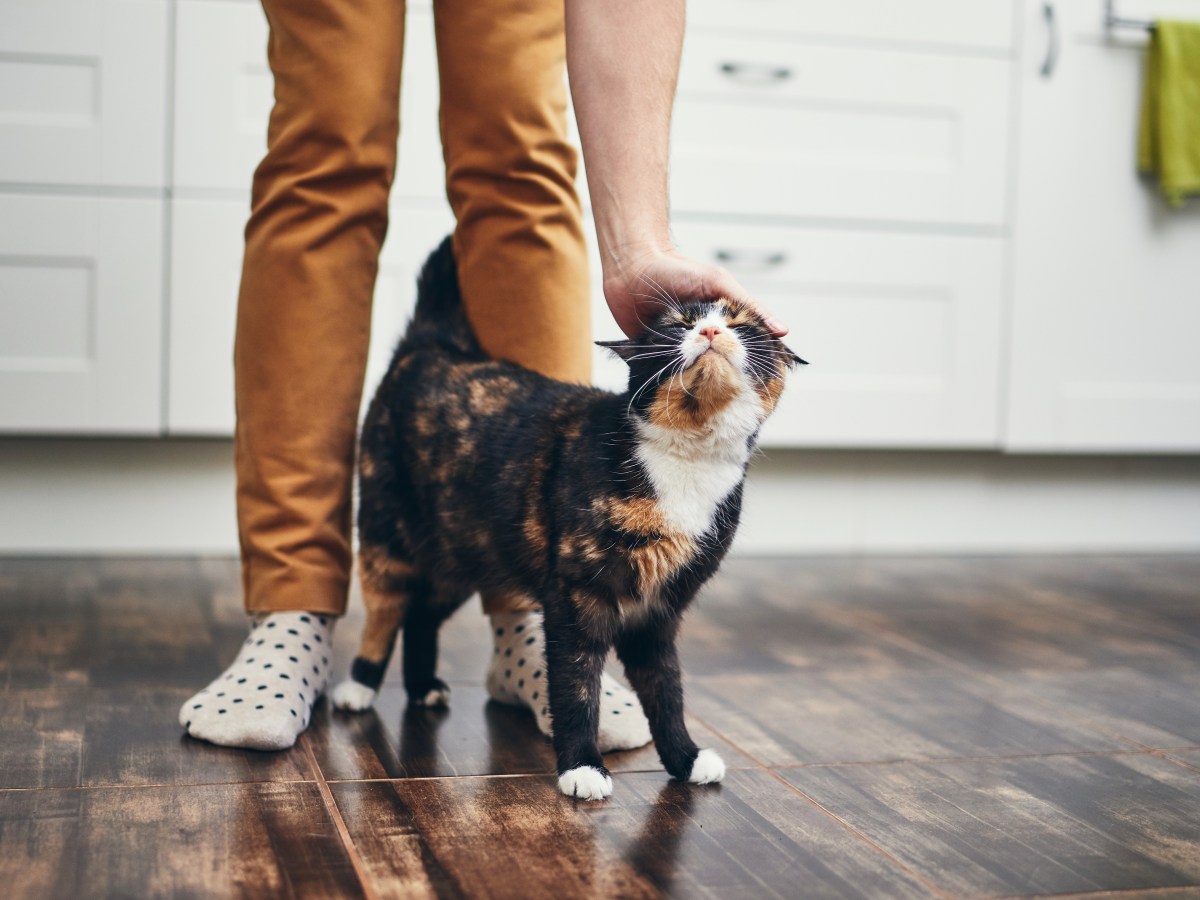 Katze streicht um Beine bei einer Frau in der KÃ¼che