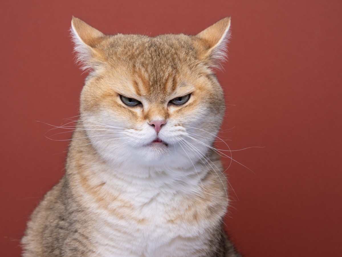 Katzen haben 276 Gesichtsausdrücke – Experten verraten, was sie bedeuten
