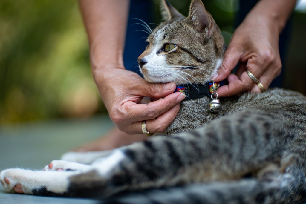 Katze mit Katzenhalsband mit Glocke