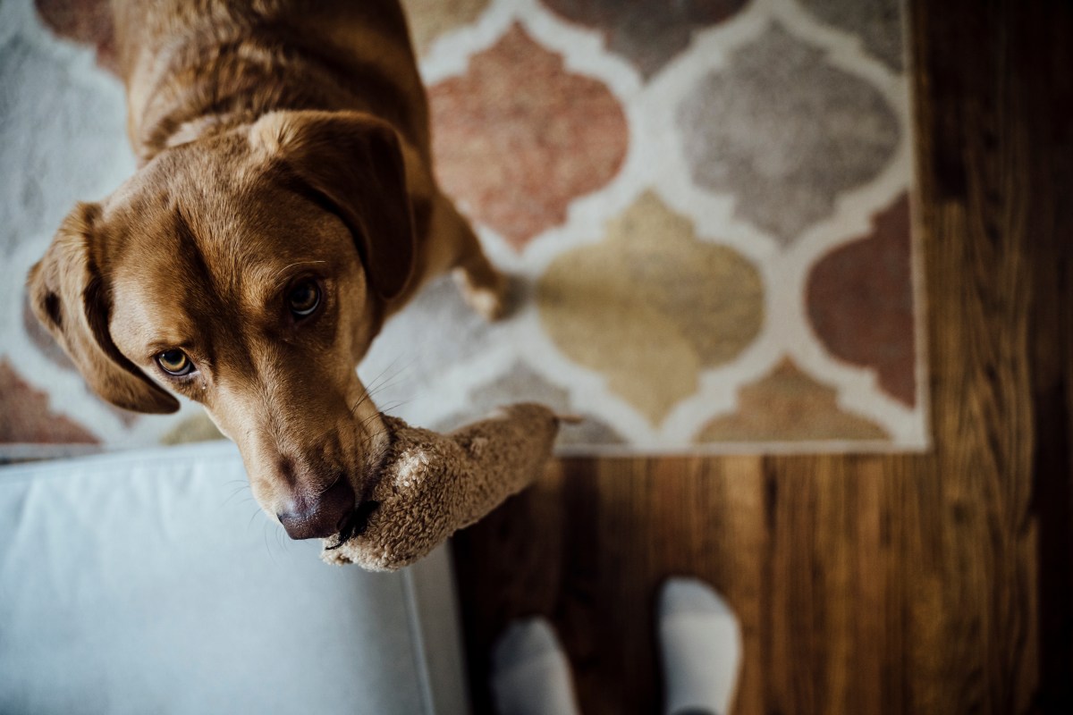 Hund mit Kuscheltier