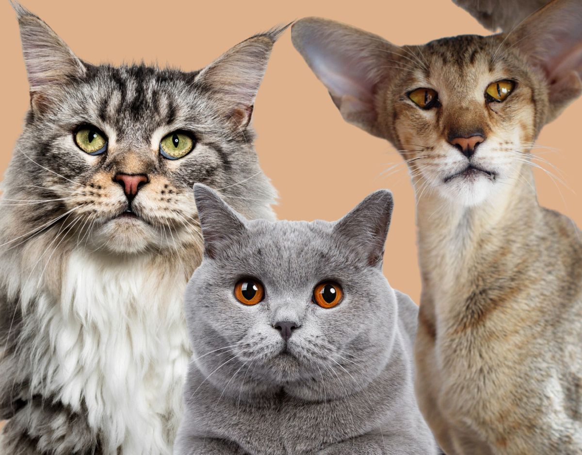 katzen test: Welche Katze wählst du?