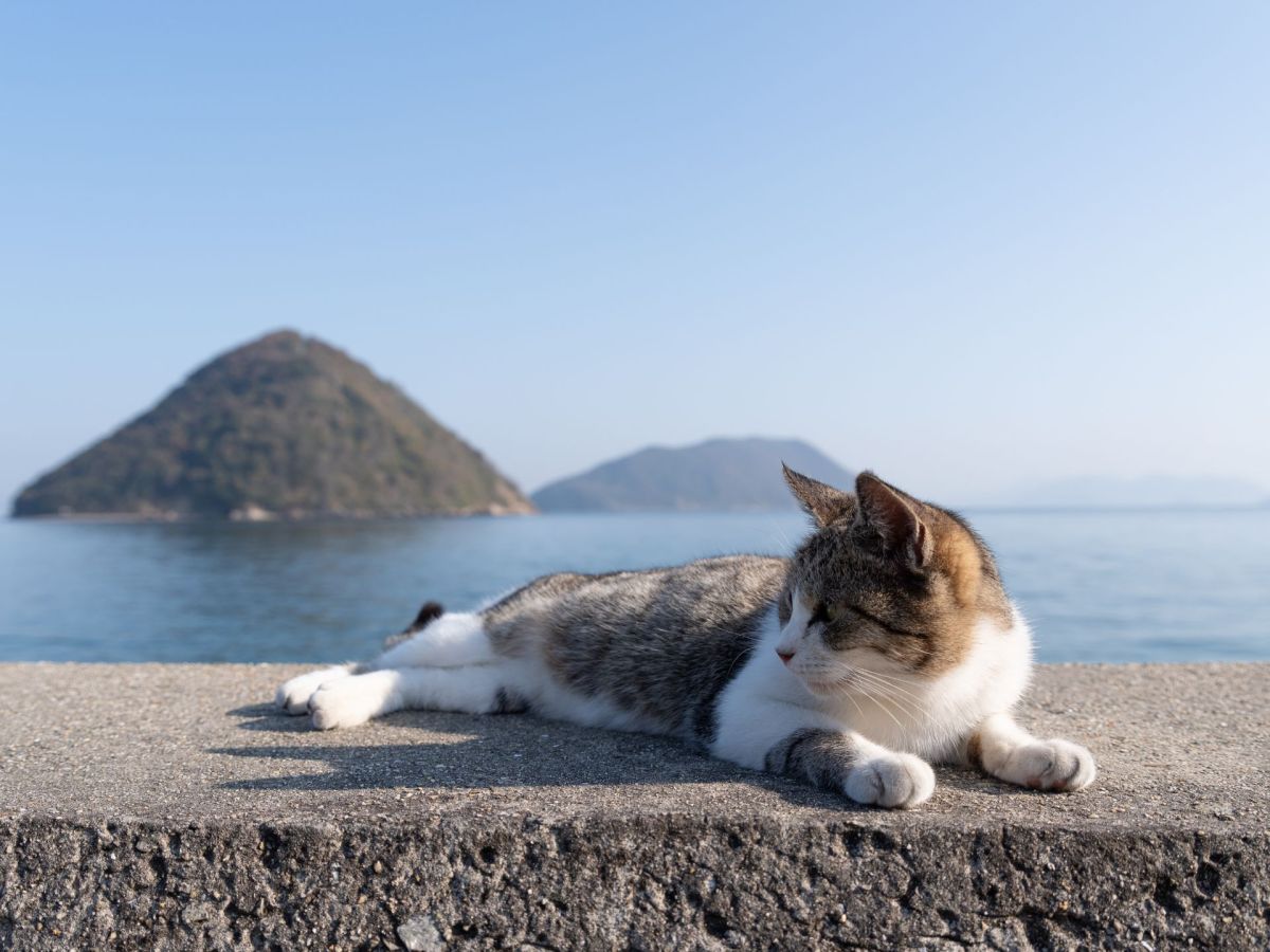 PersÃ¶nlichkeitstest: Insel oder Katze - was siehst du zuerst? (Symbolbild, mehr Info im Artikel)