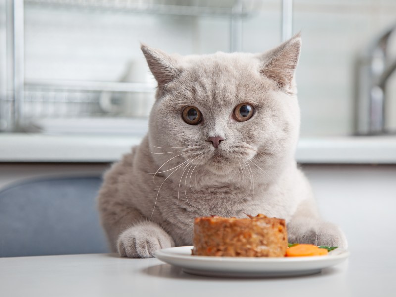 Katze sitzt mit Katzenfutter am Tisch