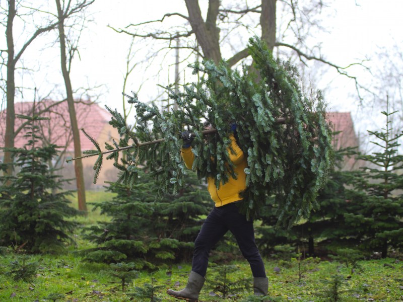 Ein Mann trÃ¤gt einen Weihnachtsbaum auf der Schulter.