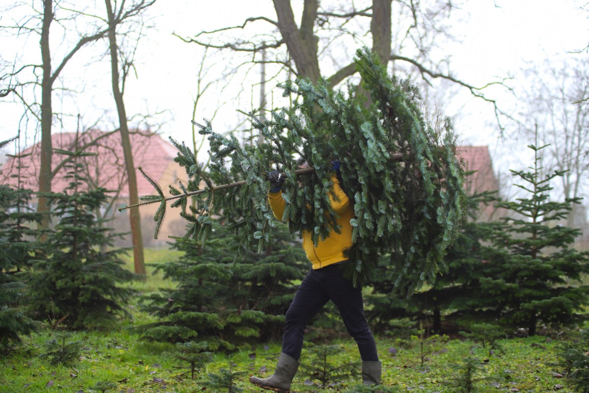 Ein Mann trÃ¤gt einen Weihnachtsbaum auf der Schulter.