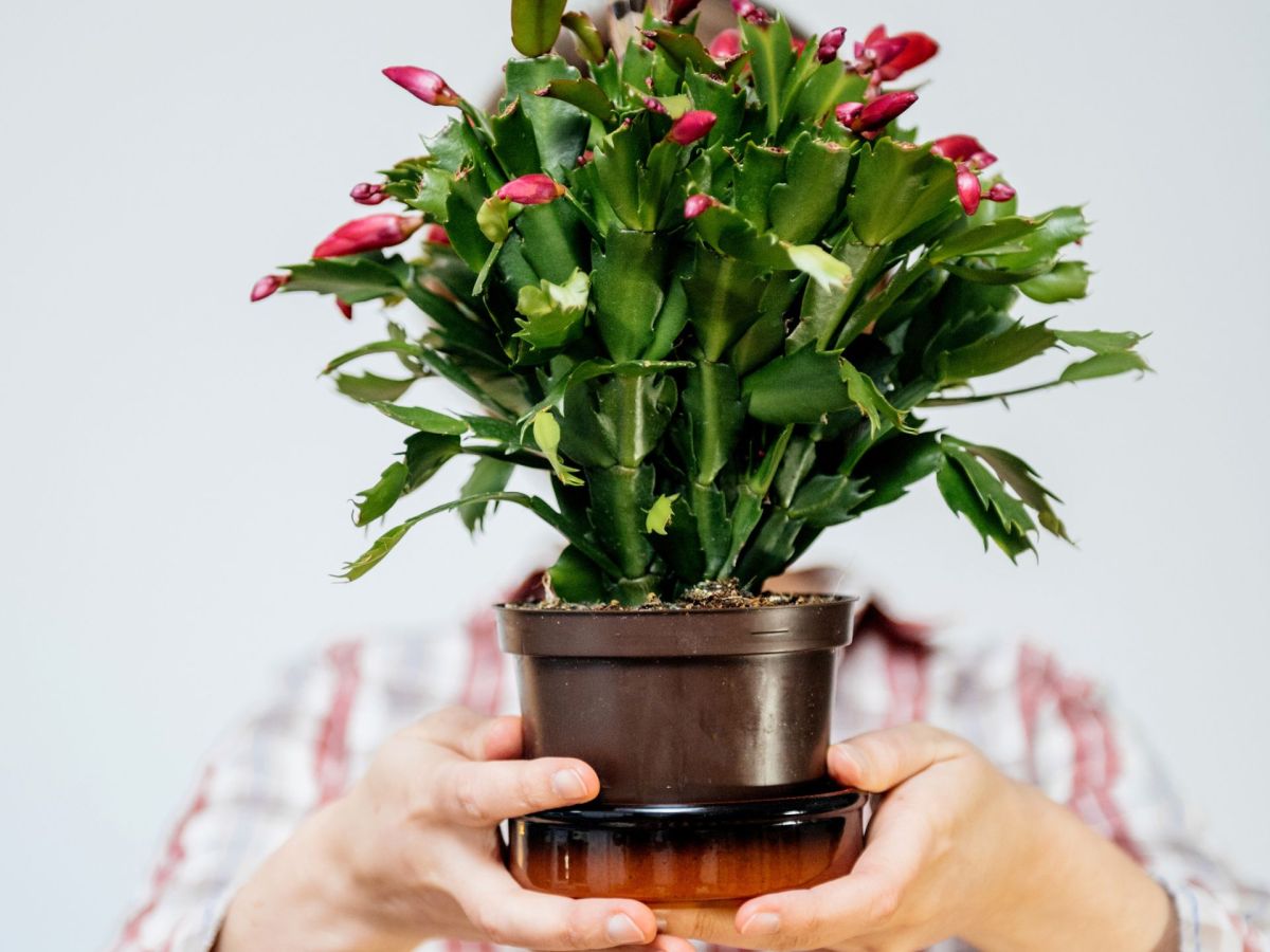 Dein Weihnachtskaktus hat schlappe Blätter? Das ist der Grund dafür & das kannst du dagegen tun