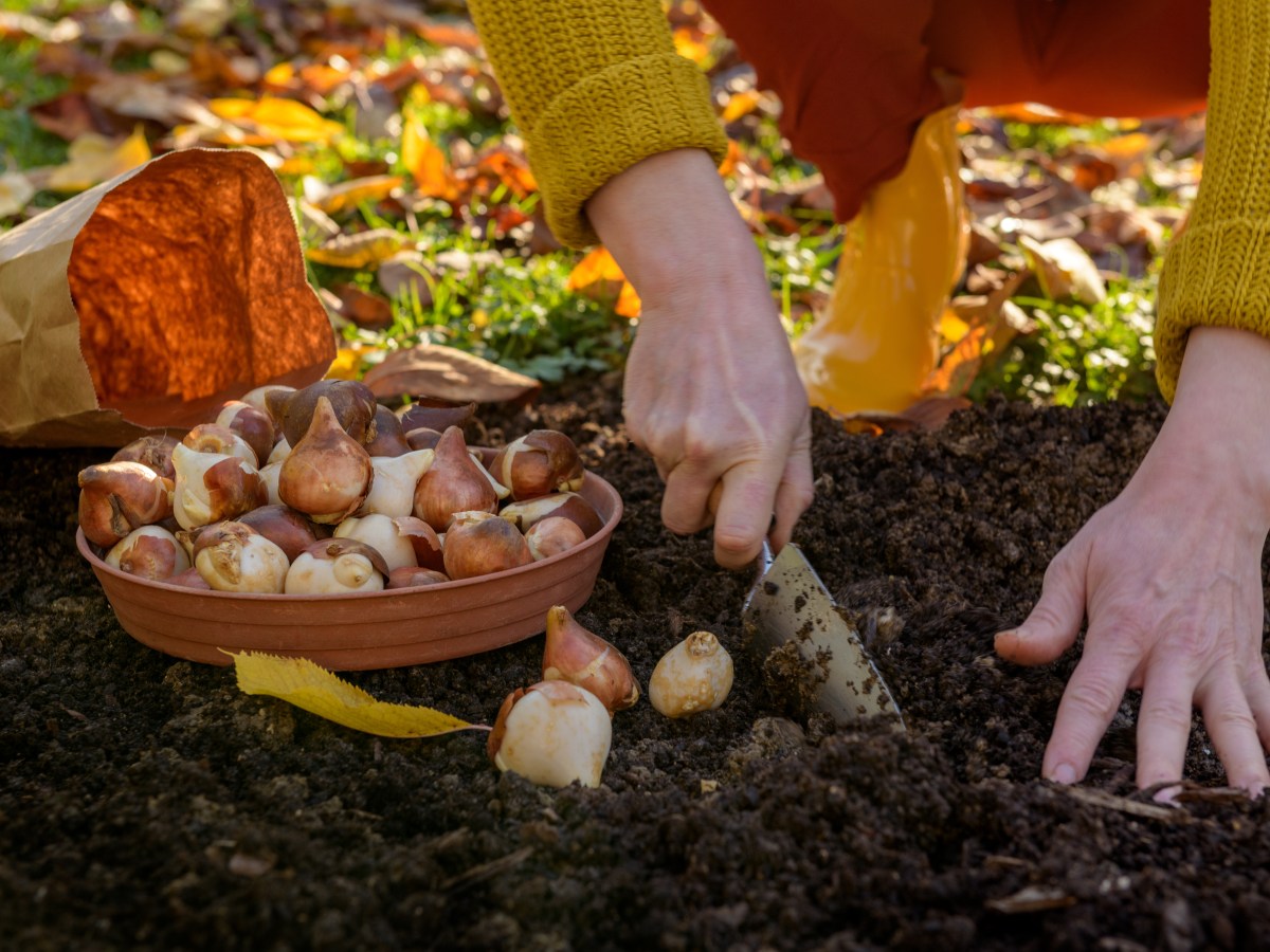 Blumenzwiebeln im Herbst pflanzen: Das musst du dabei beachten