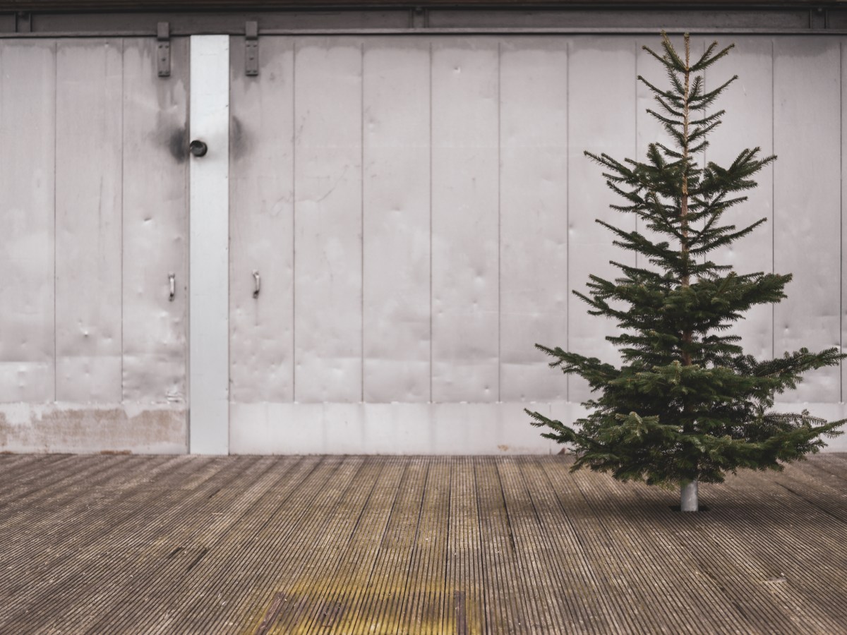 Weihnachtsbaum: Tanne vor Metallwand