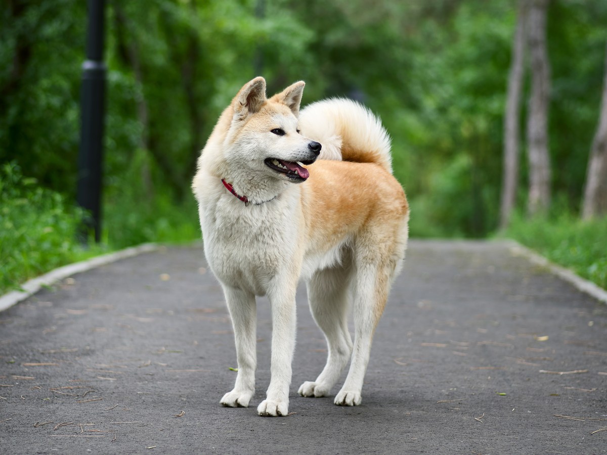 Akita Inu: Der loyale Riese, den du in deinem Leben brauchst