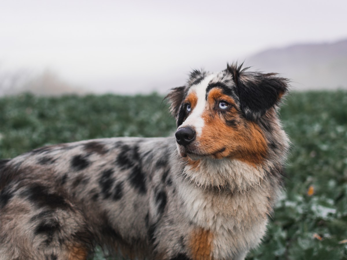 Alles, was du über den Australian Shepherd wissen musst: Charakter, Gesundheit und Pflege