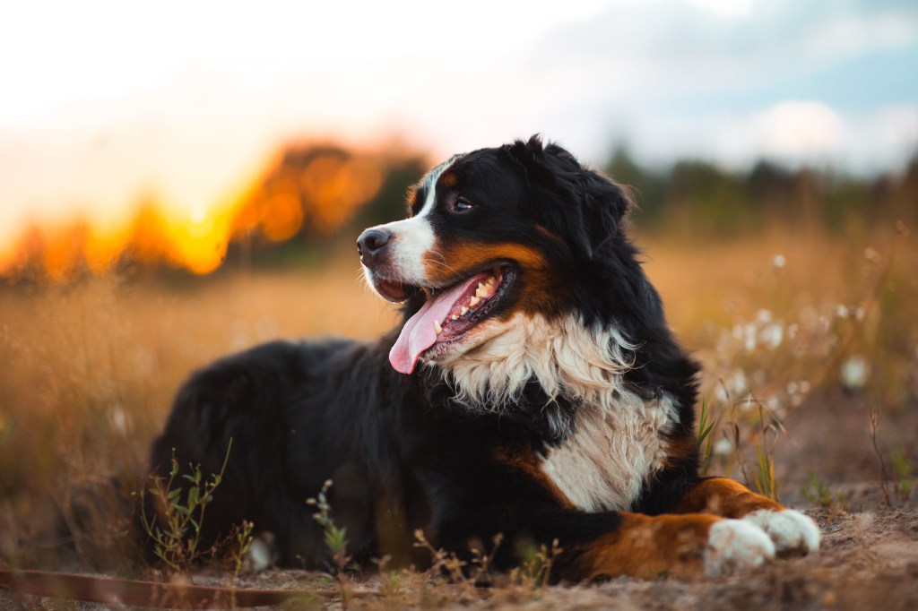 Berner Sennenhund liegt auf einem Feld