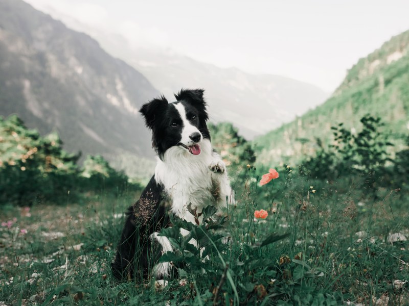 Border Collie