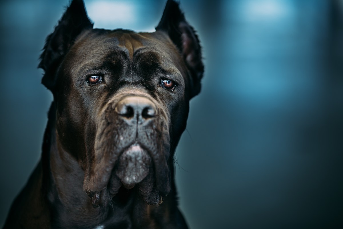 Der Cane Corso Kampfhund im Portrait