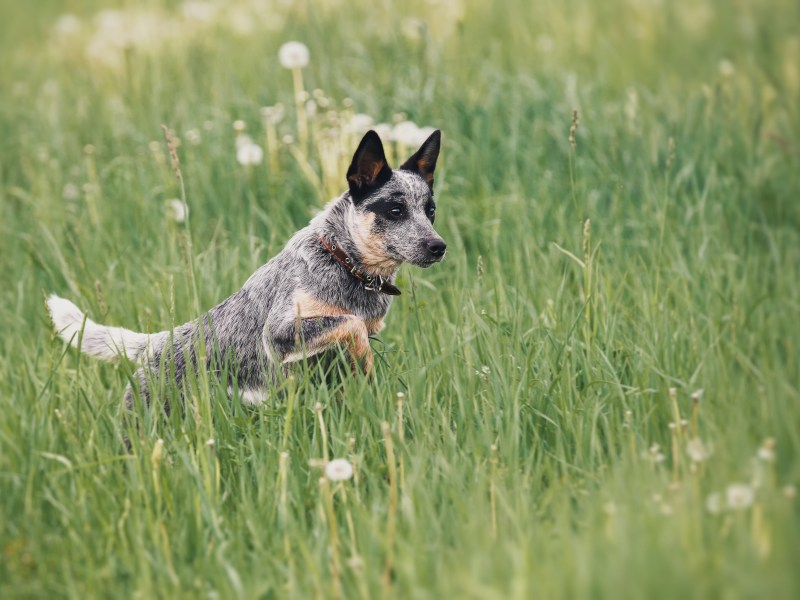 Australian Cattle Dog