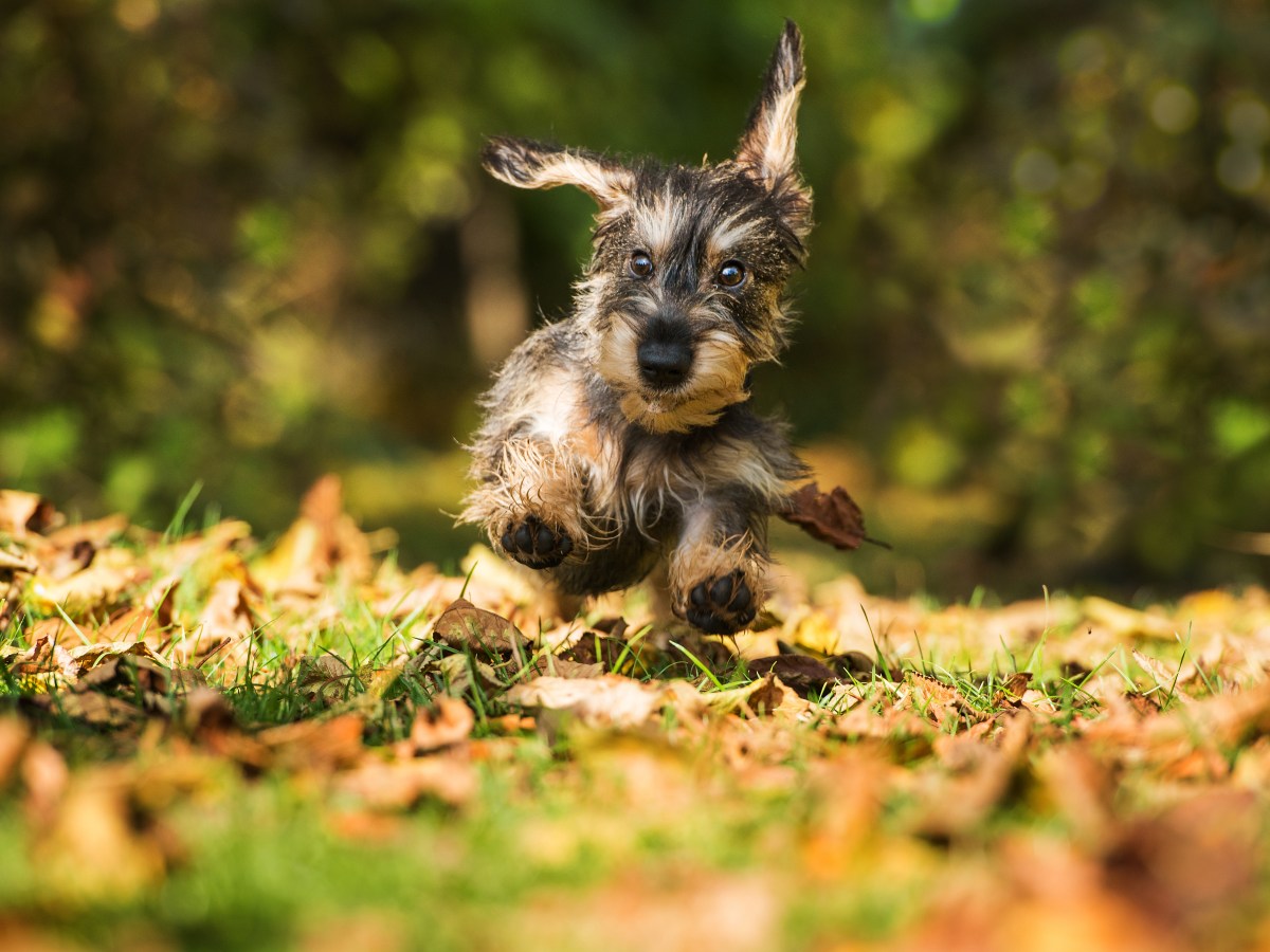 Herbst: So schützt du deinem Hund die Ohren bei Kälte