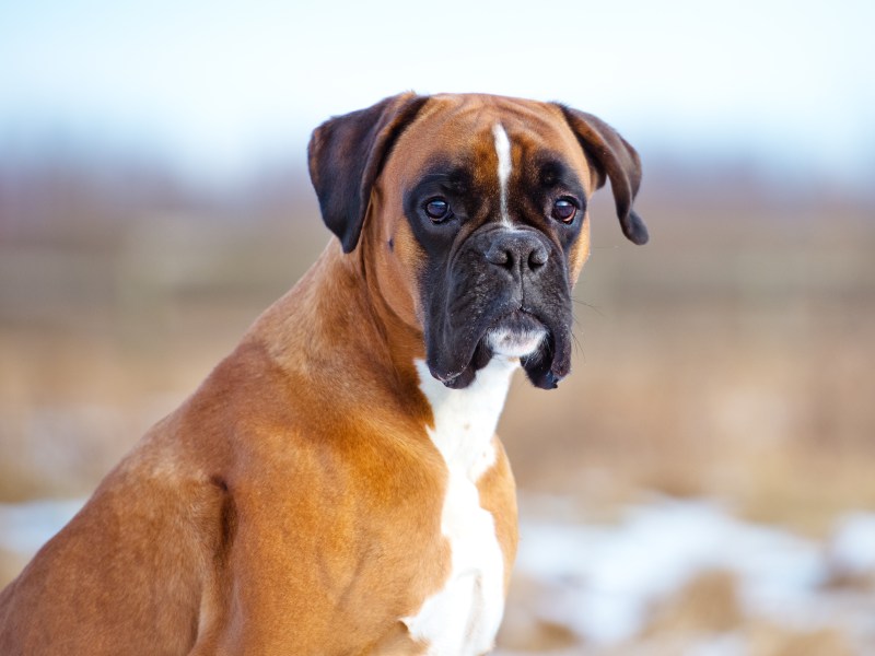 Deutscher Boxer im Portrait