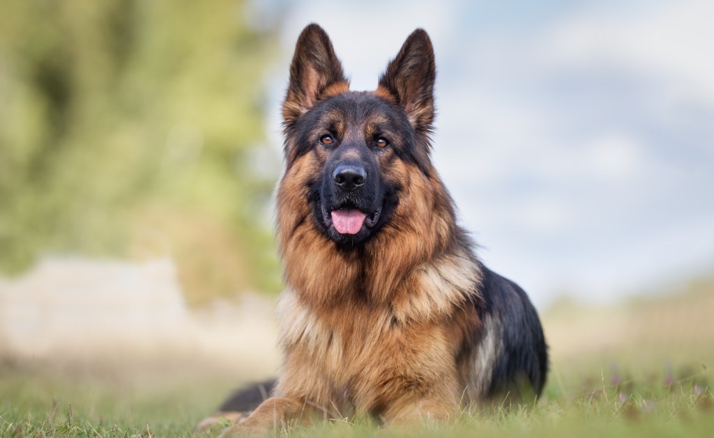 Deutscher Schäferhund liegt auf der Wiese