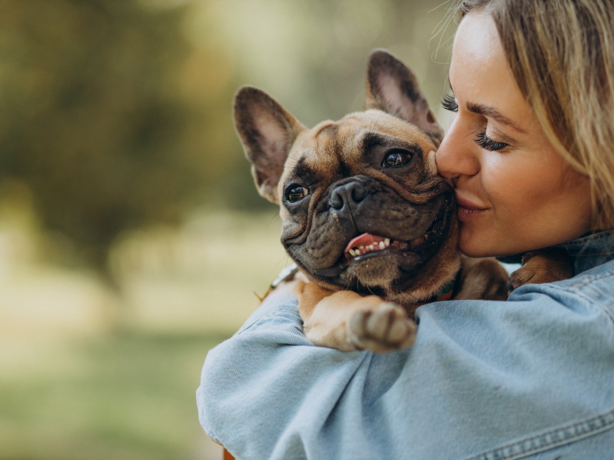 Frenchie: Der ultimative Guide über die Französische Bulldogge