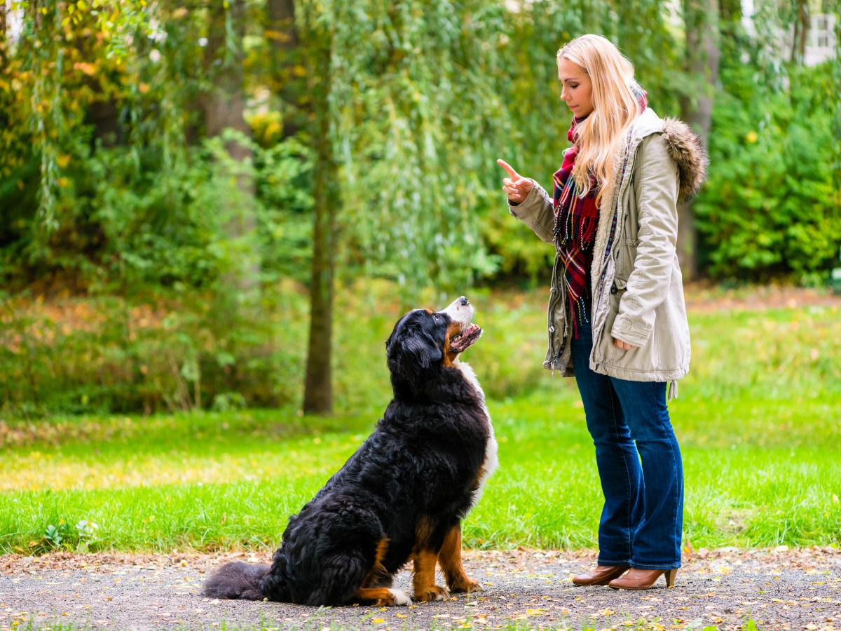 Hund erziehen