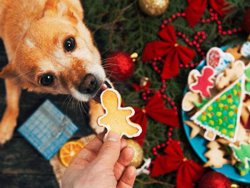 Hund will Plätzchen fressen